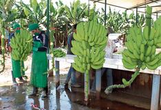 Las exportaciones piuranas cayeron 3.1 % en el 2024