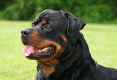 San Juan de Lurigancho: Agente de la PNP mata a perro en presunta defensa propia