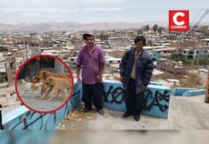 Arequipa: Vecinos consternados al hallar pellejos de perros en contenedores de basura (VIDEO)