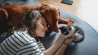 Día Mundial contra la Rabia: vacunas y controles que necesitan perros y gatos