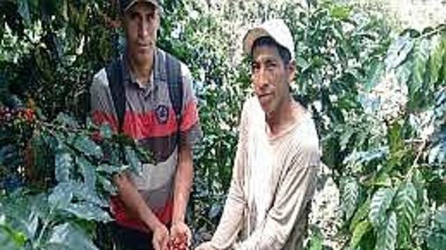 Café le ganó 730 hectáreas de tierras del VRAEM al cultivo de coca