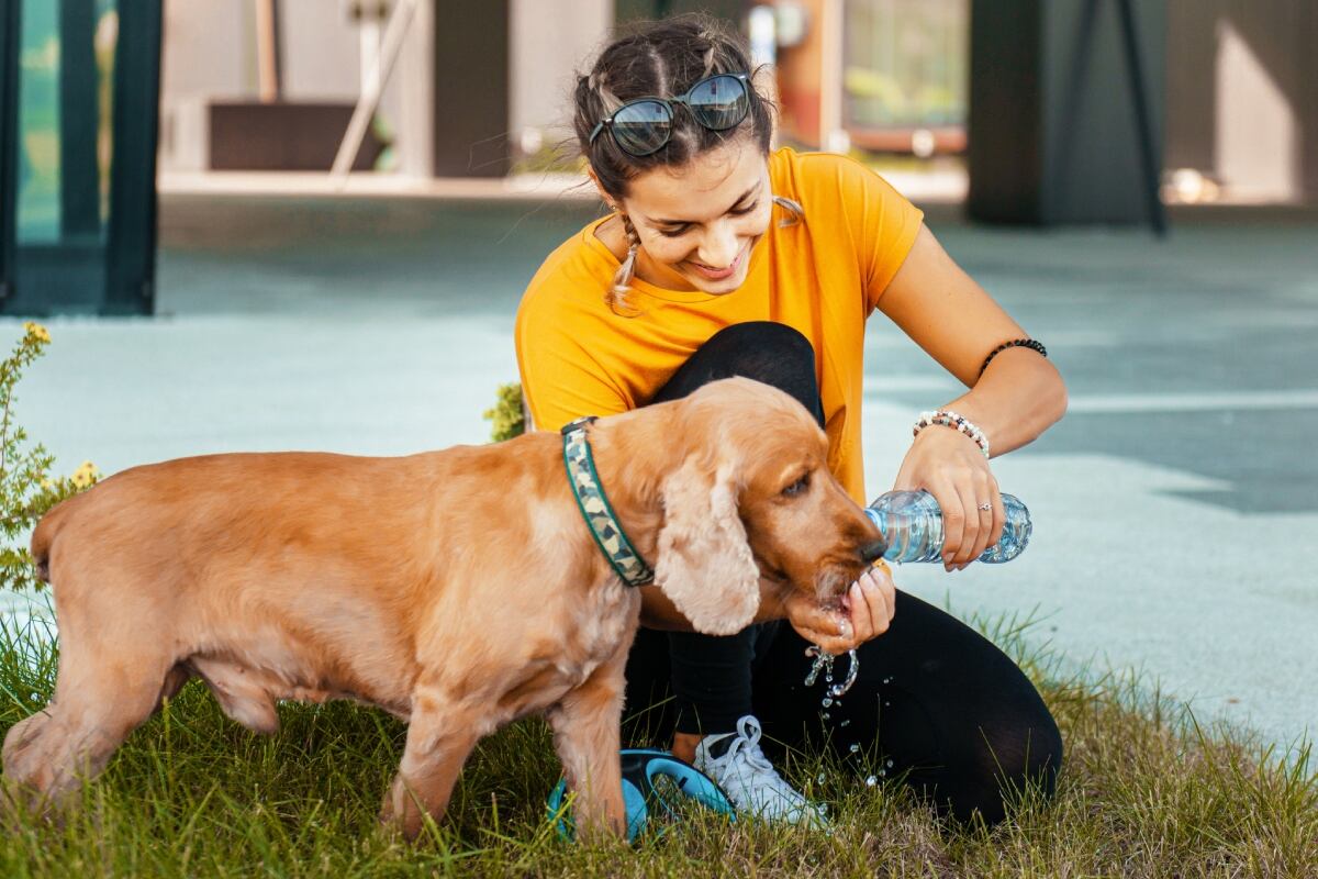 La adopción no es solo abrir las puertas de casa a un animalito, sino también ofrecerle un futuro lleno de cuidados, amor y bienestar.