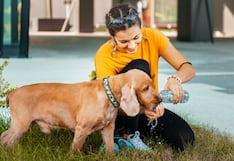 Adopción responsable: ¿Qué es lo que debes tener en cuenta antes de tener una mascota?