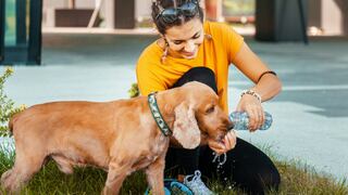 Adopción responsable: ¿Qué es lo que debes tener en cuenta antes de tener una mascota?