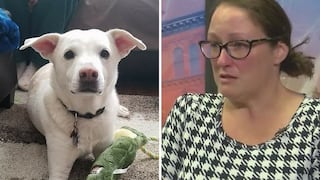 Sacrifican a perro por error en Estados Unidos y dueños piden justicia (FOTOS Y VÍDEO)