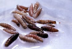 Primer caso humano del gusano barrenador del Nuevo Mundo detectado en EE.UU.