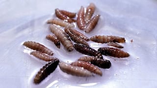 Primer caso humano del gusano barrenador del Nuevo Mundo detectado en EE.UU.