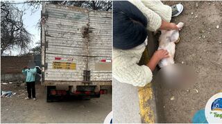 Ica: intervienen a conductor de camión que atropelló a un perrito y se dio a la fuga en La Tinguiña