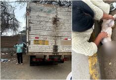 Ica: intervienen a conductor de camión que atropelló a un perrito y se dio a la fuga en La Tinguiña