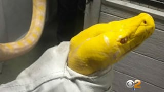 Estados Unidos: cliente molesto soltó serpiente gigante en restaurante