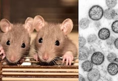 ¿Qué es el hantavirus y cuáles son sus síntomas? Guía clara sobre la enfermedad