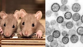 ¿Qué es el hantavirus y cuáles son sus síntomas? Guía clara sobre la enfermedad