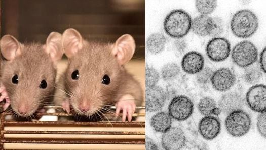 Aunque su transmisión entre personas es poco común, el hantavirus puede causar cuadros graves. Estos son sus síntomas y formas de contagio.
