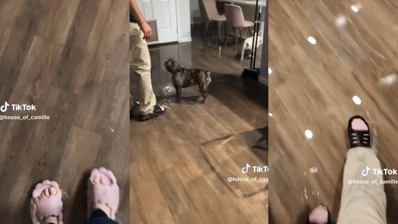 Perritos inundaron su casa. (Foto: composición EC)