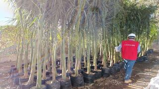 Arequipa: Buscan suspender a alcalde de Majes por cuestionamientos