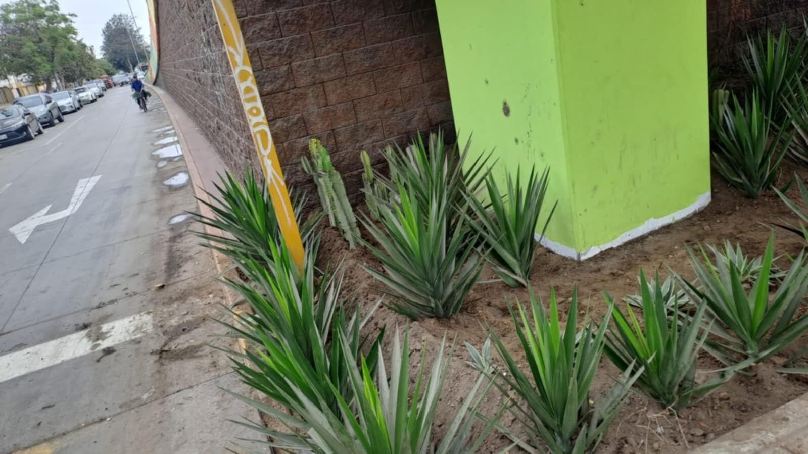 La recuperación de estas áreas continuarán esta semana en las bermas central y laterales de avenida Roma, en el tramo desde la avenida Mansiche hasta la avenida Jesús de Nazareth.