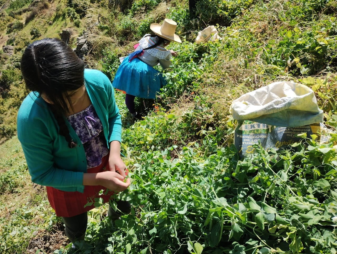 Trabajo se realizó en campo demostrativo, en Pamparomás, donde los pequeños productores aprendieron manejo del cultivo que en chacra actualmente se vende a S/ 3.5 el kilo.