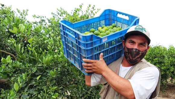 Piden al Gobierno central apoyo económico para los más de 12 mil agricultores afectados por las fuertes precipitaciones. De ellos, hay más de 5 mil hombres de campo que han perdido prácticamente todo. Solicitan créditos blandos y bono reactivador para poder salir de la crisis en la que se encuentran