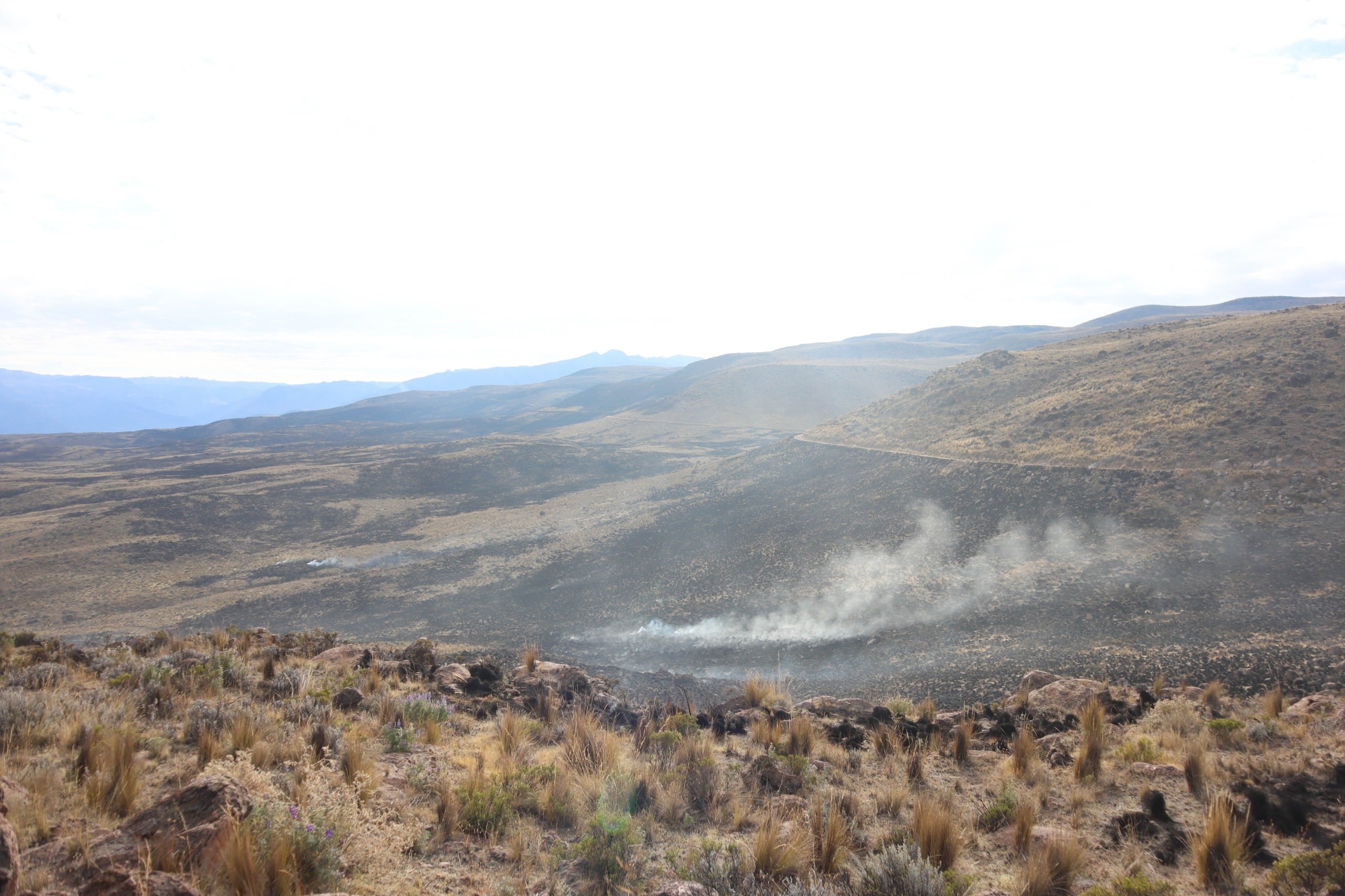Incendio forestal en el distrito de Toro ya afectó 500 hectáreas, 8 viviendas y ganado. Foto: Gobierno Regional de Arequipa.