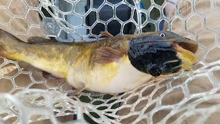 Descubren el primer cáncer transmisible en un pez de agua dulce: afecta a bagres en un lago entre EE. UU. y Canadá