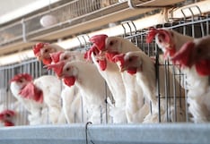 Indecopi investiga a 5 avícolas por presunta concertación de precios de pollo vivo