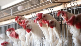 Indecopi investiga a 5 avícolas por presunta concertación de precios de pollo vivo