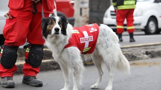 Bono, el perro bombero que ayuda en el rescate del hombre atrapado tras derrumbe en Cercado de Lima