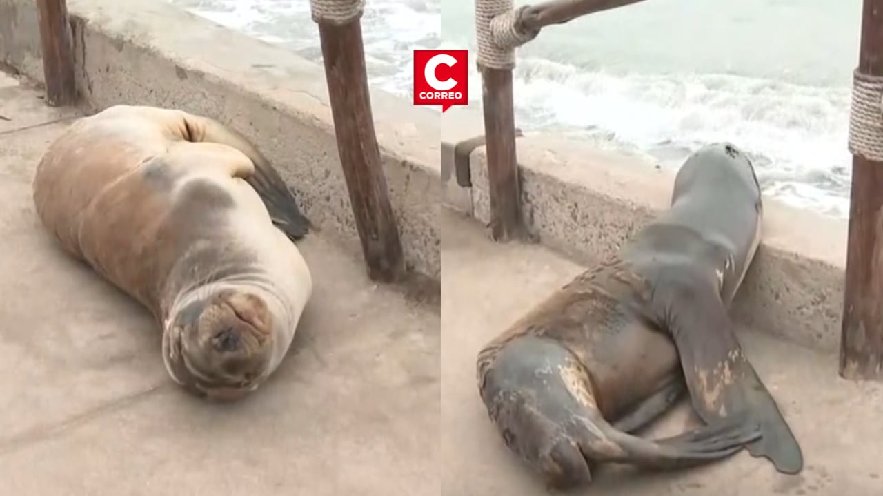 (Foto/Captura: Canal N)