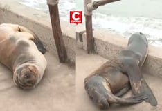 Barranco: Lobo Marino quedó varado en la playa Los Yuyos de la Costa Verde