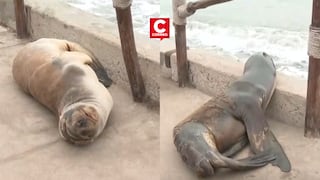 Barranco: Lobo Marino quedó varado en la playa Los Yuyos de la Costa Verde