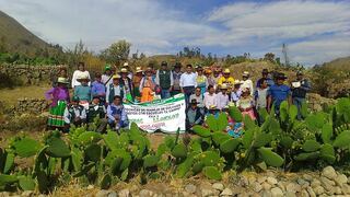 Moquegua: Agricultores aprenden en escuelas de campo cómo mejorar los tunales
