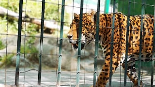​Gobierno transfiere 3.9 millones para alimentar animales de zoológicos