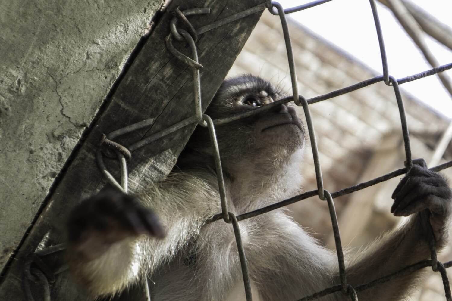 Perú se ubica entre los primeros cinco primeros países en el mundo con mayor incidencia en tráfico ilegal de animales. Especialista revela que en grandes mercados de Trujillo hay oferta y demanda de varias especies. Los zoológicos son una alternativa para que continúen viviendo tras ser rescatados. Fotos: Vanessa Hordyj