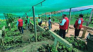 Contraloría alerta que 40 mil plantaciones de té verde en Huánuco están en riesgo de perderse