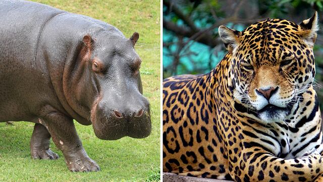 Hipopótamo y Otoronga cumplirán un año más de vida en el Parque de las Leyendas este sábado