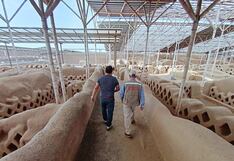 Trujillo: Ministerio de Cultura reabrirá el Complejo Arqueológico de Chan Chan