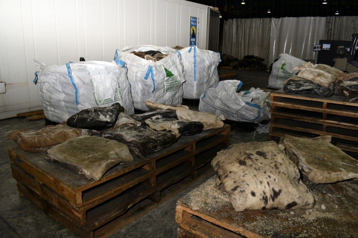 (FILES) This handout picture released on August 29, 2019 by the Australian Border Force shows Australian law enforcement's seized record 755 kilogrammes of methamphetamine hidden in a shipment of frozen cowhides from Mexico. The group of Mexican "tourists" told immigration officers in Johannesburg that they had come to see the "Big Five" of South Africa's game parks -- the elephants, rhinos, lions, leopards and buffaloes that draw millions every year. But police believe they were really chemists sent by the Mexican Sinaloa crime cartel to set up an industrial-scale methamphetamine laboratory on a game farm near the country town of Swartruggens, one of at least seven discovered across southern Africa in the last two years, AFP has learned. (Photo by AUSTRALIAN BORDER FORCE / AFP) / RESTRICTED TO EDITORIAL USE - MANDATORY CREDIT "AFP PHOTO / AUSTRALIA FEDERAL POLICE " - NO MARKETING - NO ADVERTISING CAMPAIGNS - DISTRIBUTED AS A SERVICE TO CLIENTS