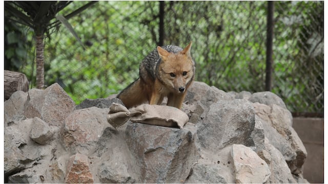 ‘Run Run’: admiten a trámite la demanda que busca liberar del cautiverio al zorro andino 
