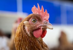 Senasa declara emergencia sanitaria nacional por influenza aviar H5N1 tras detectar brote en Cañete