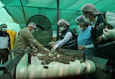 ¡Pecana de Ica, para el mundo!: exportan 25 toneladas hacia China