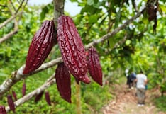Crisis en el sector afecta a miles, cacao en Junín cae de S/35 a S/7 y anuncian paro