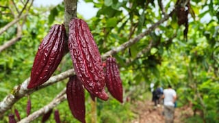 Productores de cacao y café anuncian paro agrario por caída de precios y enfermedades en la Selva Central