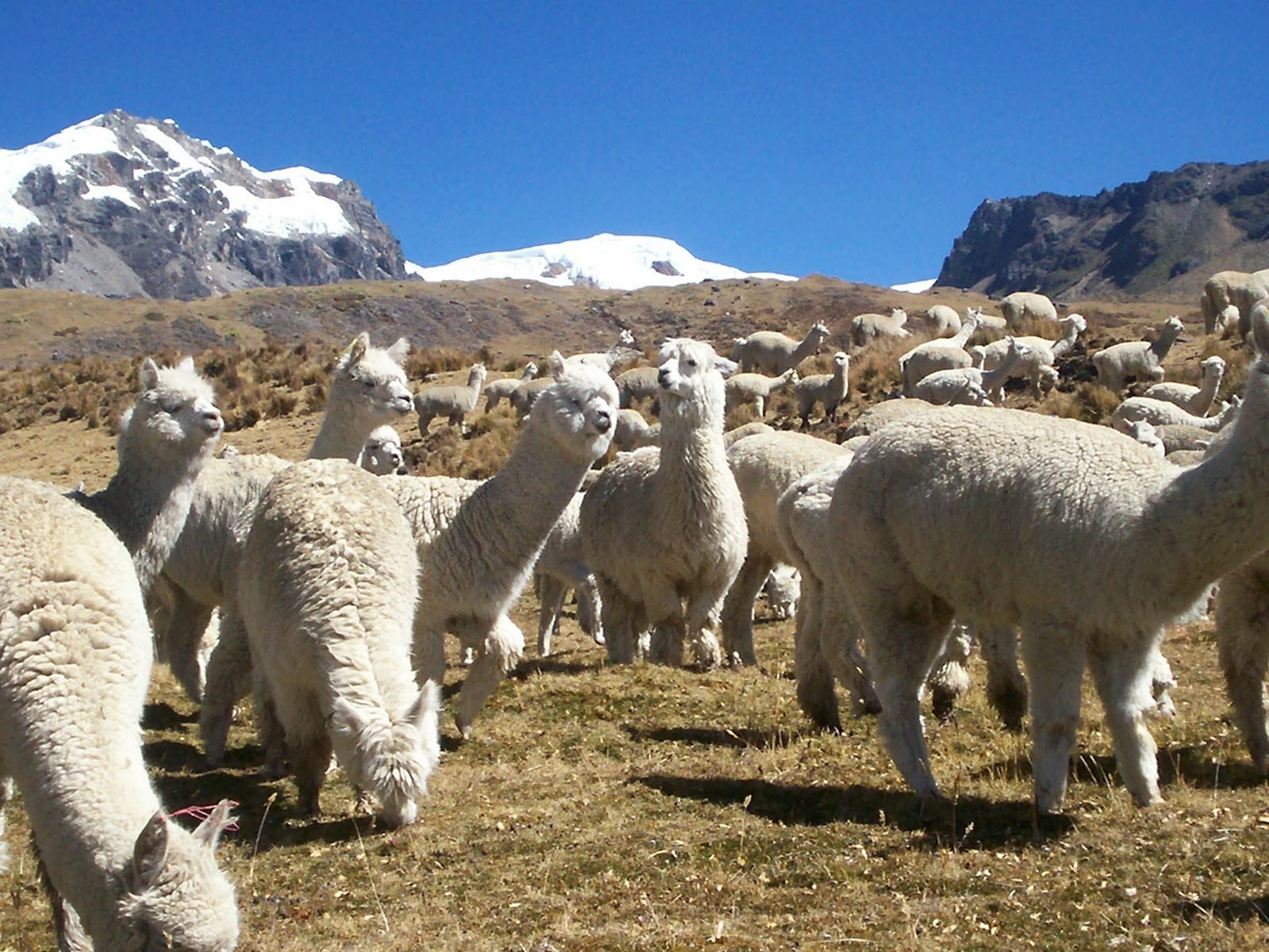 Arequipa, una de las regiones alpaqueras del Perú. Foto: MIDAGRI