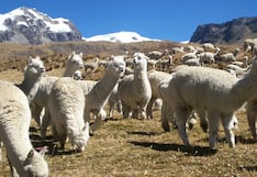 Arequipa, una de las regiones alpaqueras del Perú