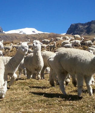 Arequipa, una de las regiones alpaqueras del Perú. Foto: MIDAGRI
