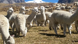 Arequipa, una de las regiones alpaqueras del Perú