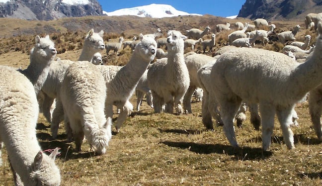 Arequipa, una de las regiones alpaqueras del Perú. Foto: MIDAGRI