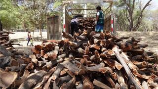 Piura: Reactivan mesa técnica regional del algarrobo para frenar tala indiscriminada