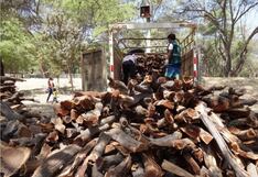 Piura: Reactivan mesa técnica regional del algarrobo para frenar tala indiscriminada