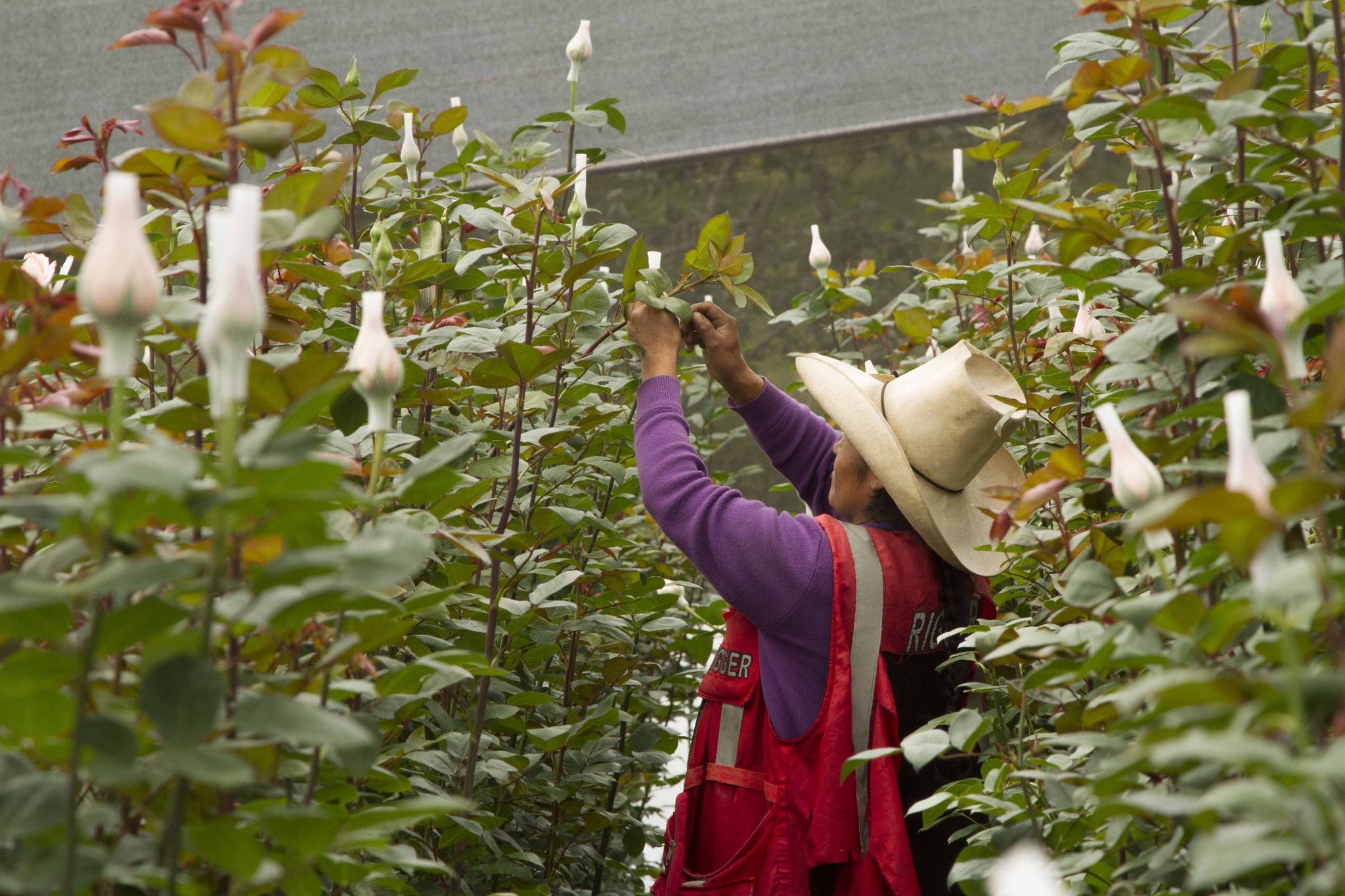 Floristas pierden 50% de su producción por heladas en Huancayo